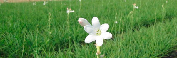 Aceite esencial de nardo: un aroma exquisito.